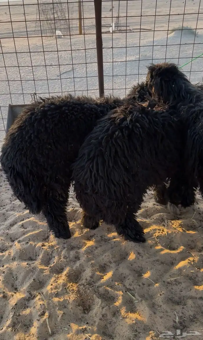 خرفان جذعان تمامه 2