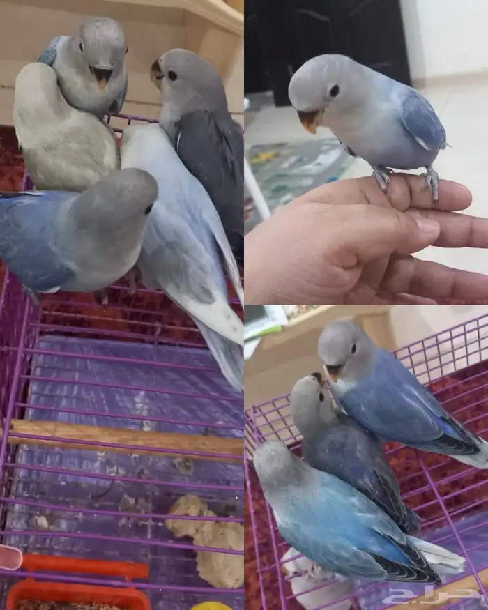 للبيع عدد(5) فروخ روز مفطومه اليفه 5