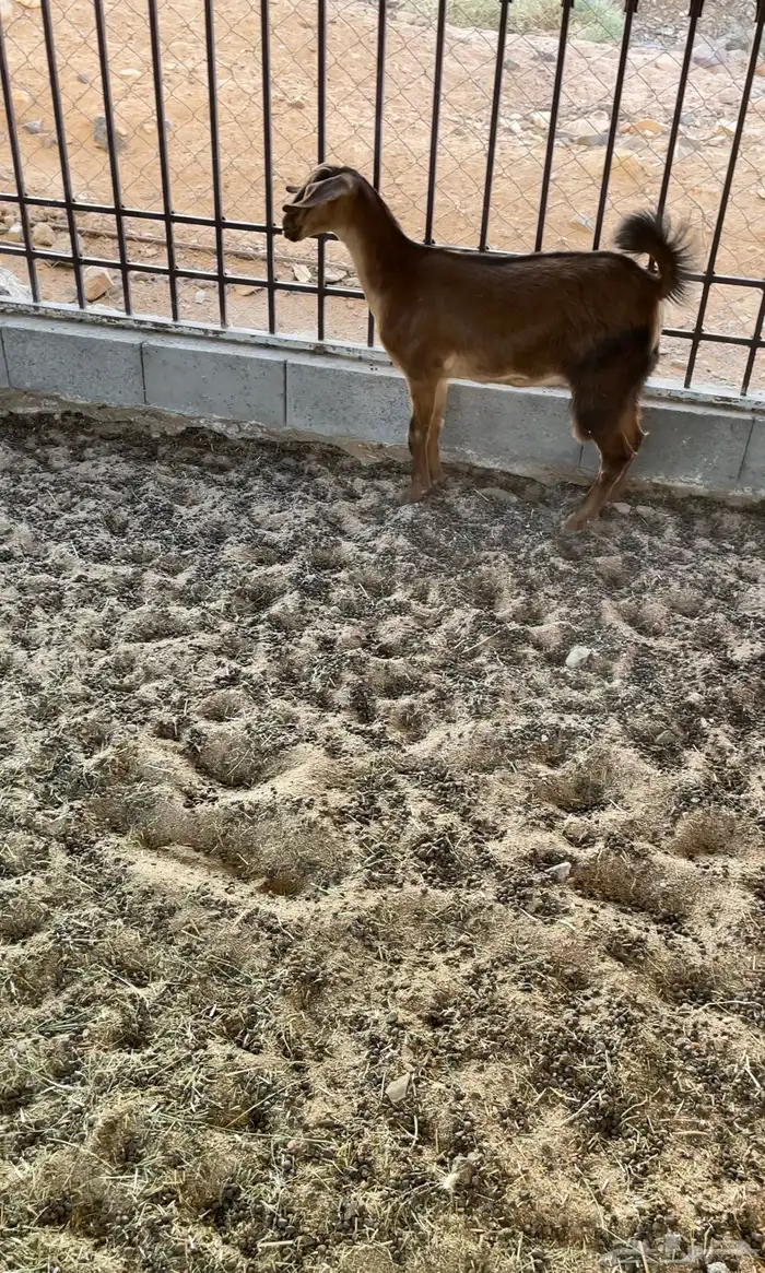 جمده ( عناق ) فل شحم 0