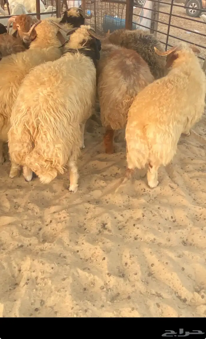 ذبايح نعيم فاخر مفاطيح وثلاجه مع الذح والتوصيل 2