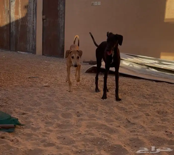 سلقه وسلوقي 2