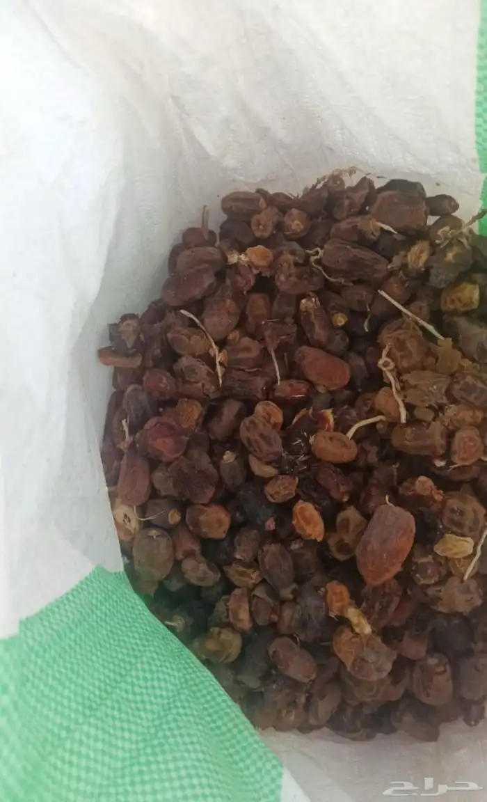 تمر أعلاف جدا نظيف وإنتاج هالسنة وحبة ممتازة 4