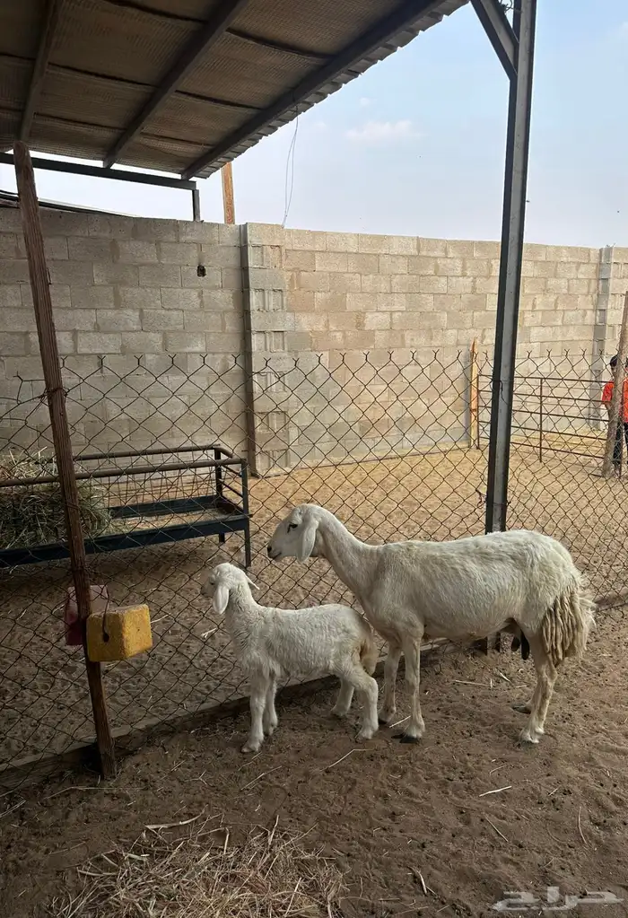 سدس تحتها رخل 4