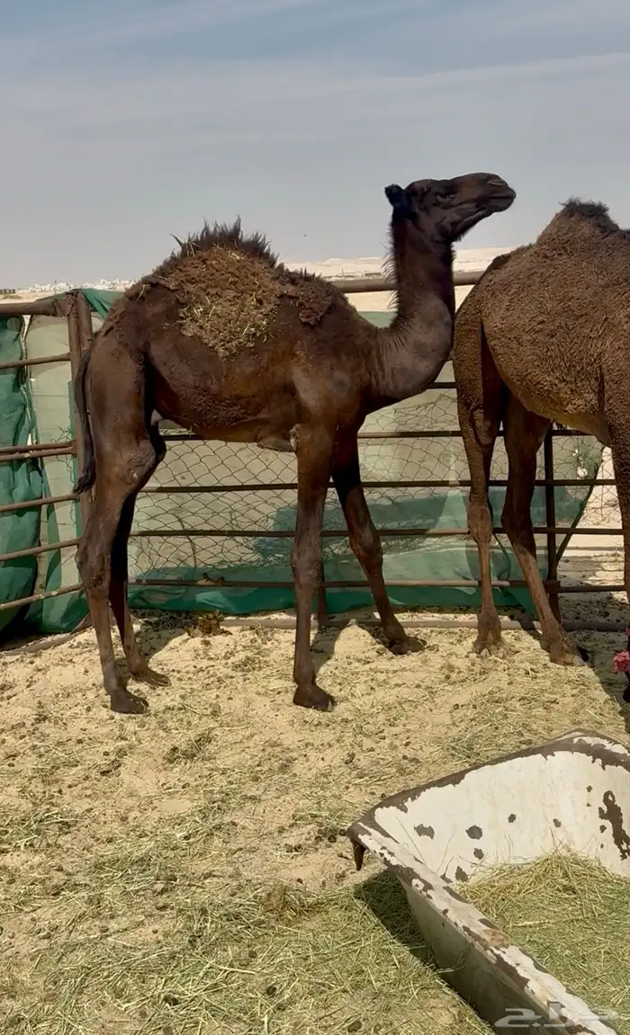 قعود مجهم فل 1