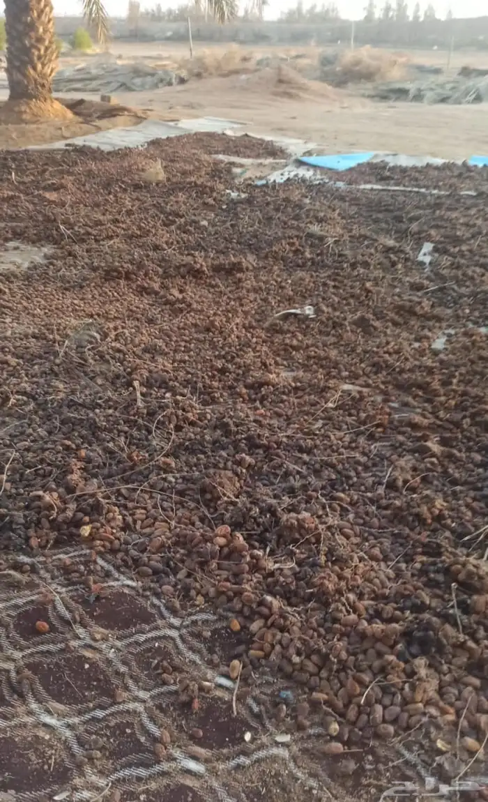 تمر أعلاف جدا نظيف وإنتاج هالسنة وحبة ممتازة 1