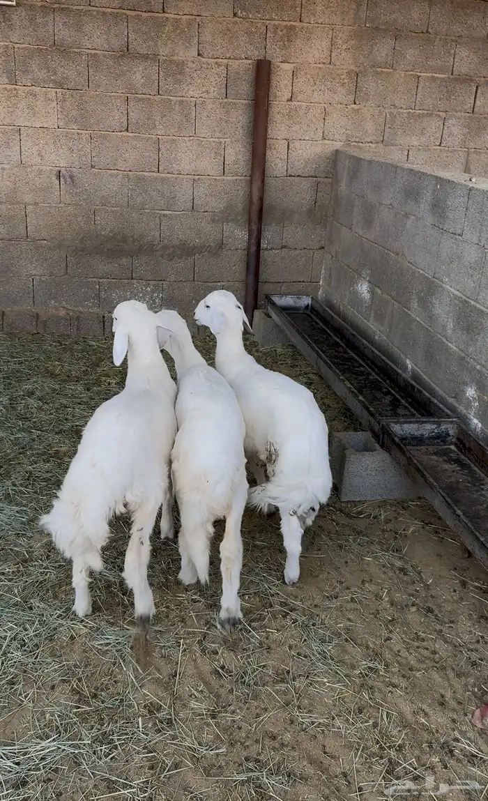 رخال وطلي للبيع 0