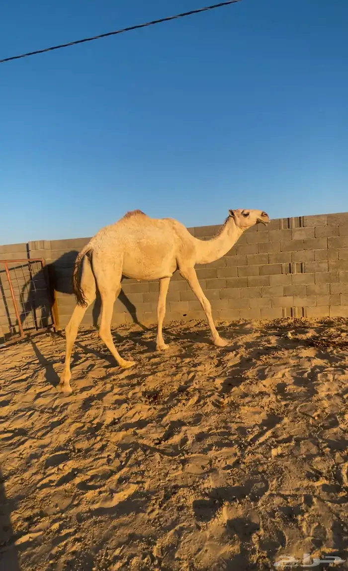 بكره جذعه لقحه شقحاء 1