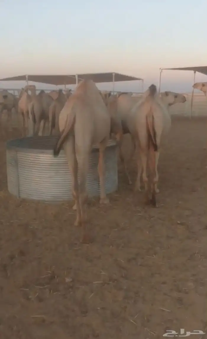 حشو مرابي مربوط له 3 أشهر 0