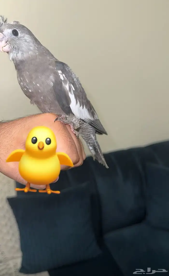 وايت فايس فرخ شي طيب 2