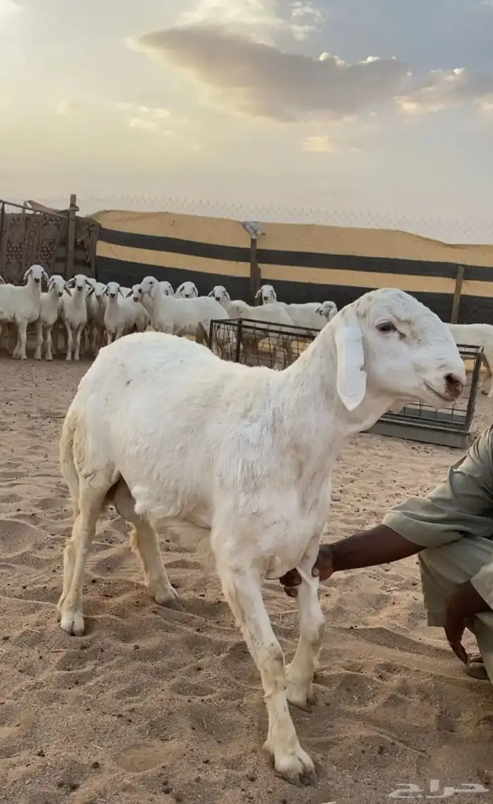 فحل صنف على جميع الشروط 0