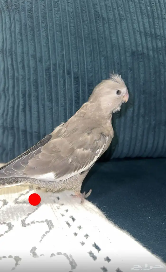 وايت فايس فرخ شي طيب 0