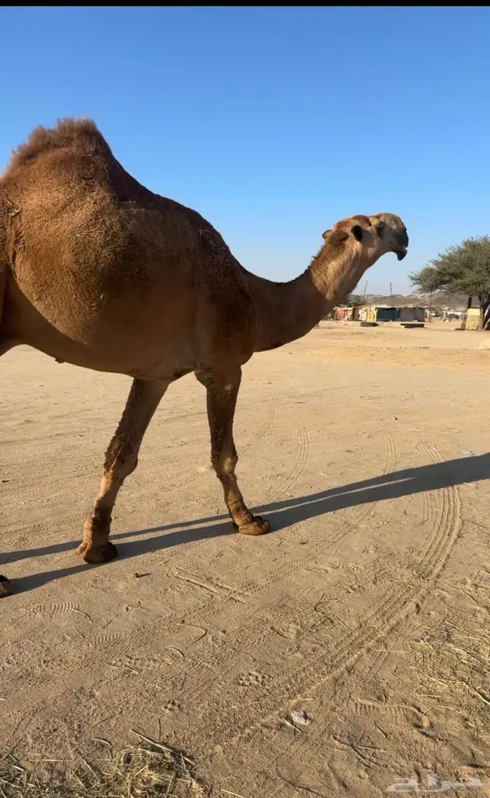 للبيع فحل ثني 1