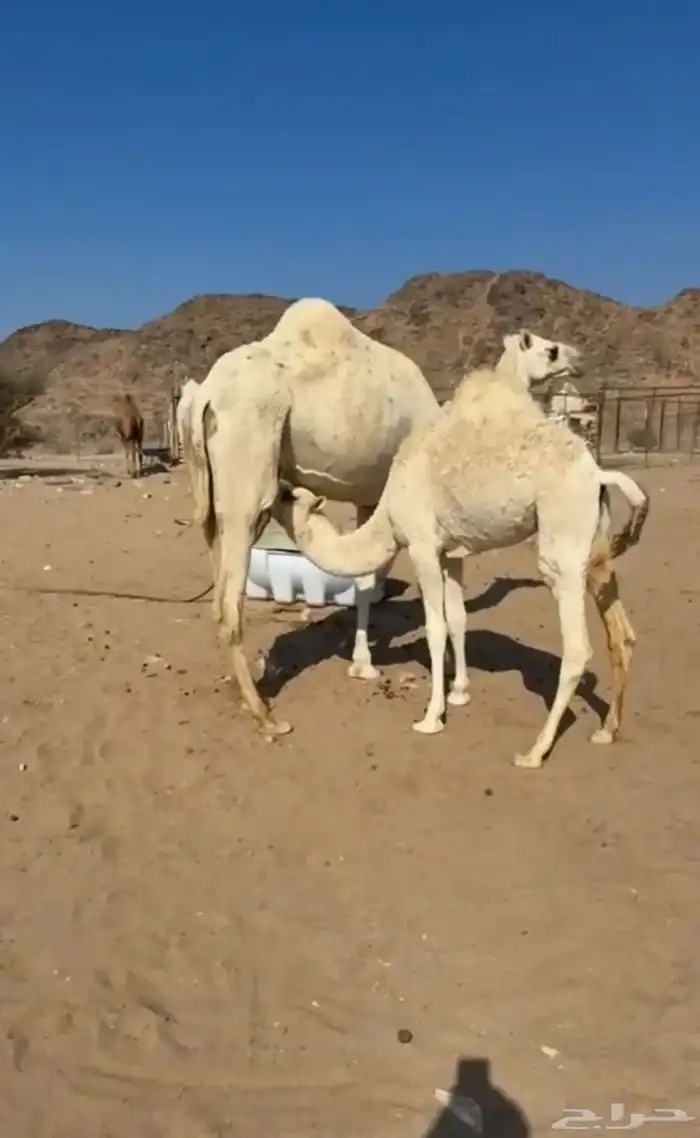 بكره على الحليب 0