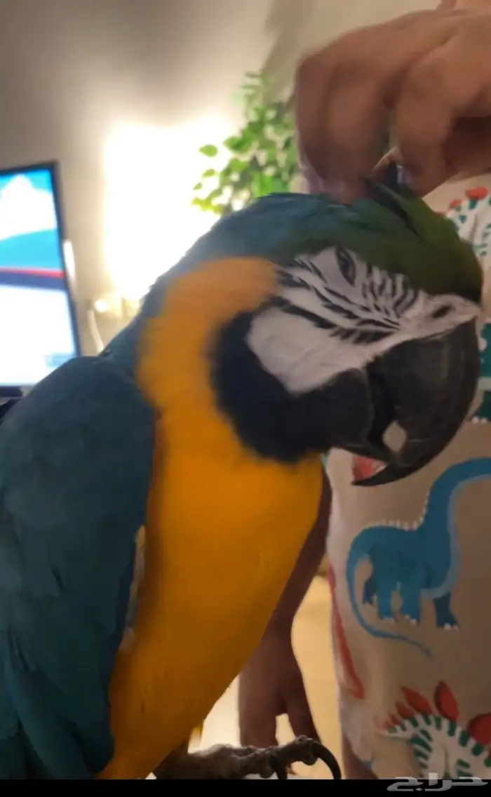 ببغاء مكاو 0