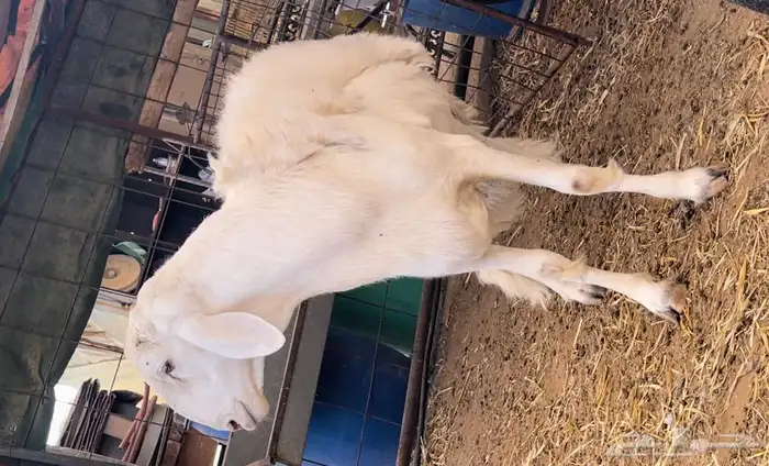 فحل حري صنف الصنف ثني 4