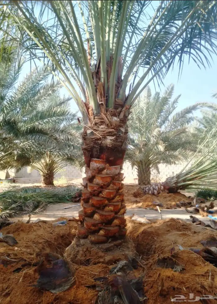 نخل للبيع 0