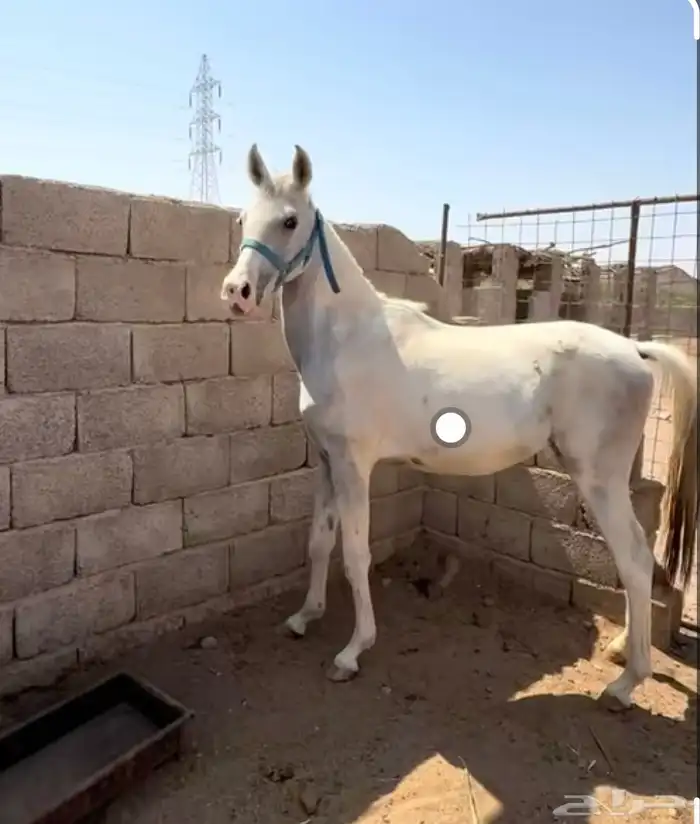 مهره شعبيه 1