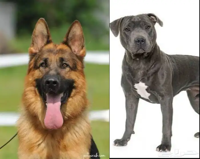 مطلوب كلاب تبني 0