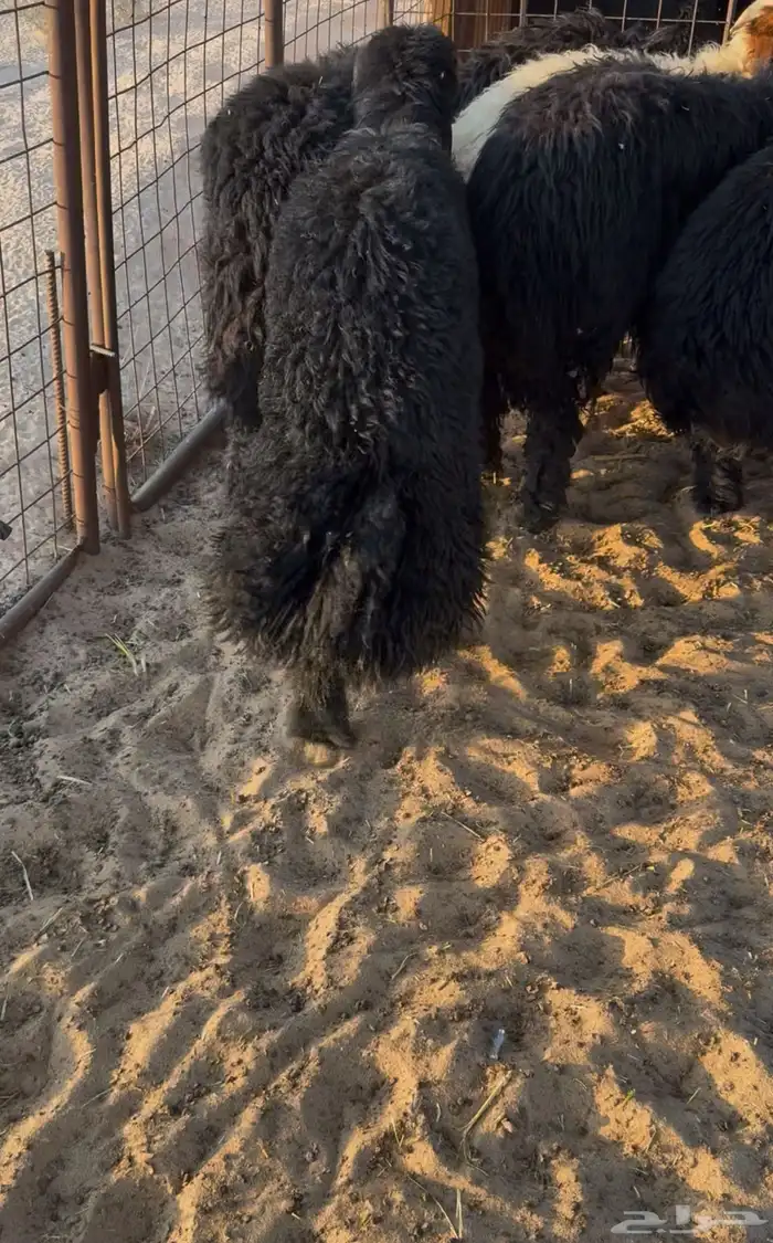 خرفان جذعان تمامه 1