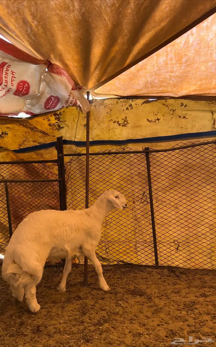 مشروع فحل حري صنف 0