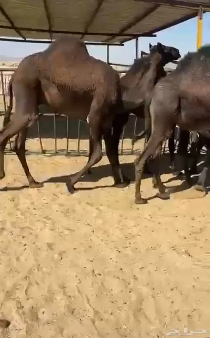 قعدان وبكار للبيع وكفو فل التواصل اتصال 0