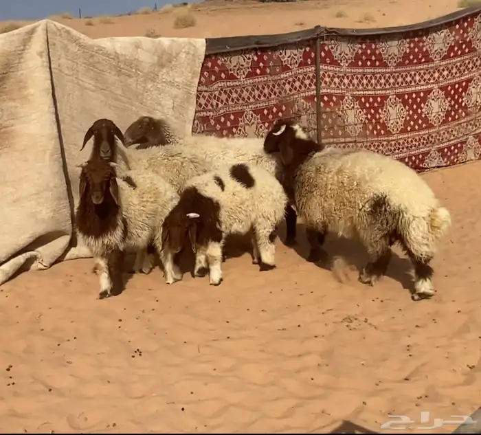 2نعيم معهن 3 7