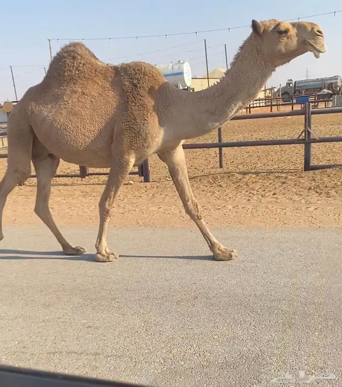 ملاقي بتلد 1