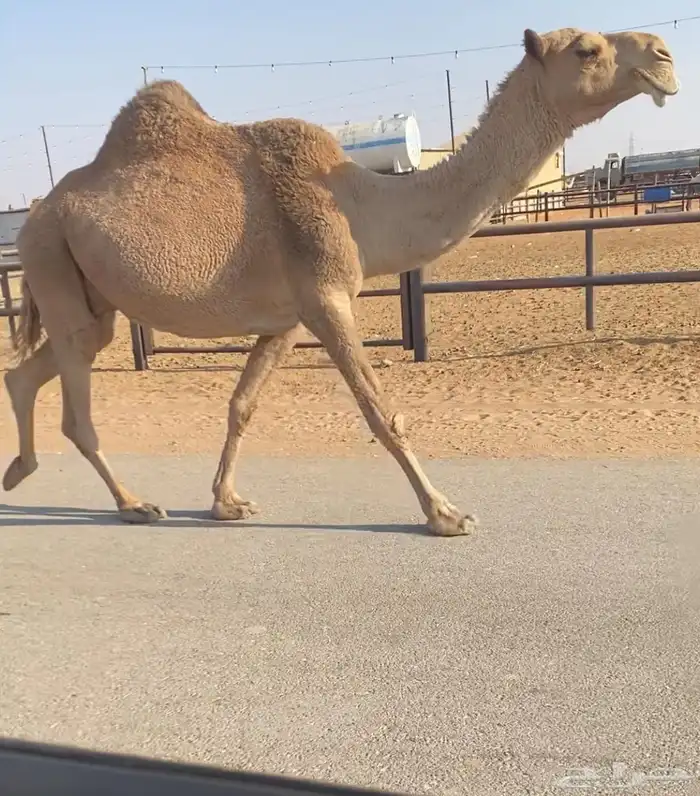 ملاقي بتلد 0