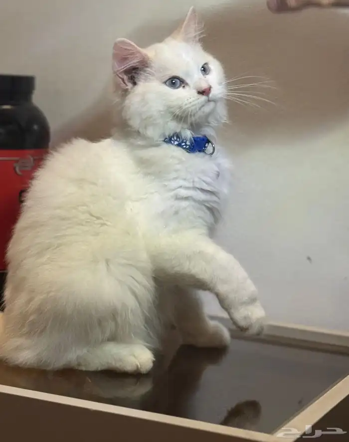 قطه للتبني 0