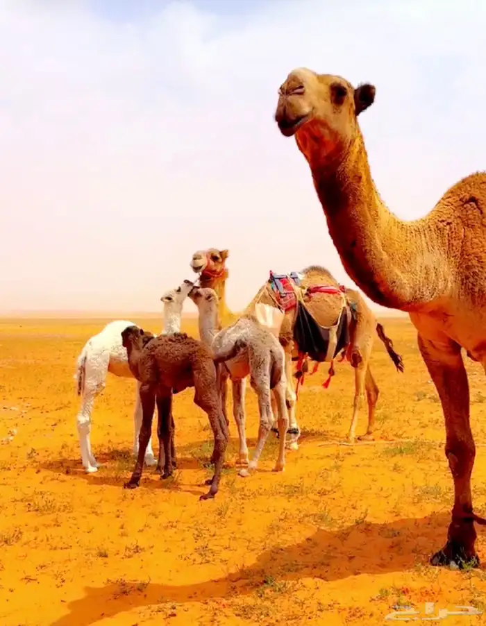 رحول ابل قديمة على جميع الشروط قصيره 0