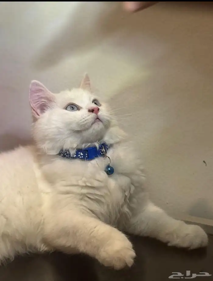 قطه للتبني 1