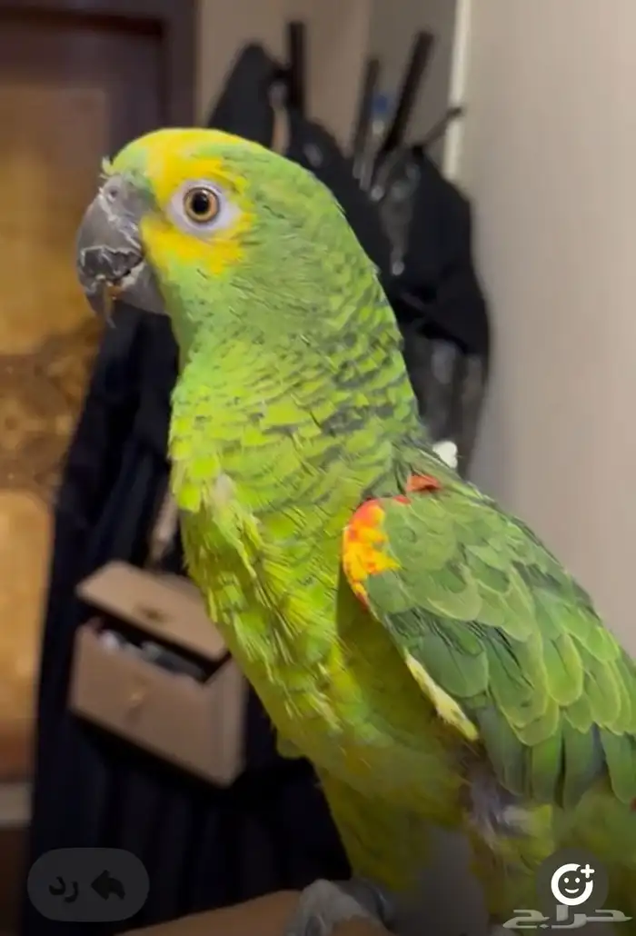 بغبغاء امزوني يلوفرنتد 2