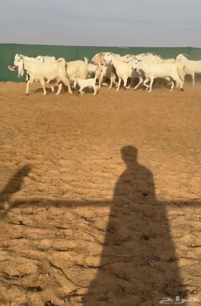 تم البيع. معزا مصريات 0