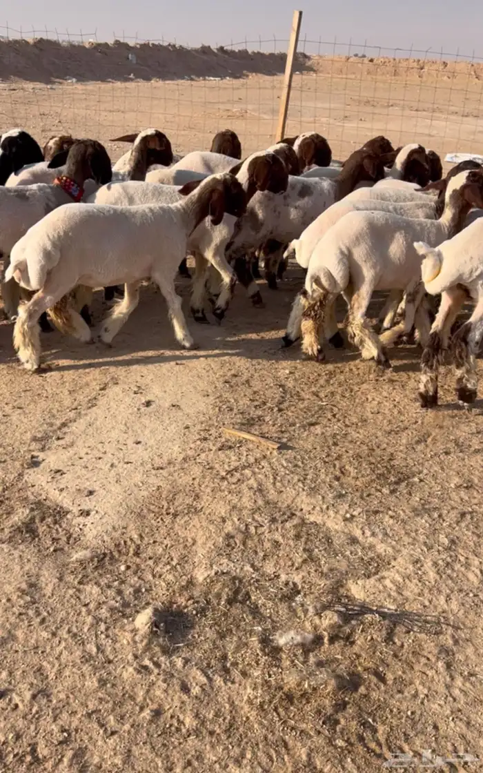 جذعات نعيم صنف الصنف خصم الخصم 0