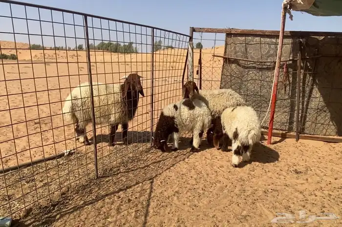 2نعيم معهن 3 5