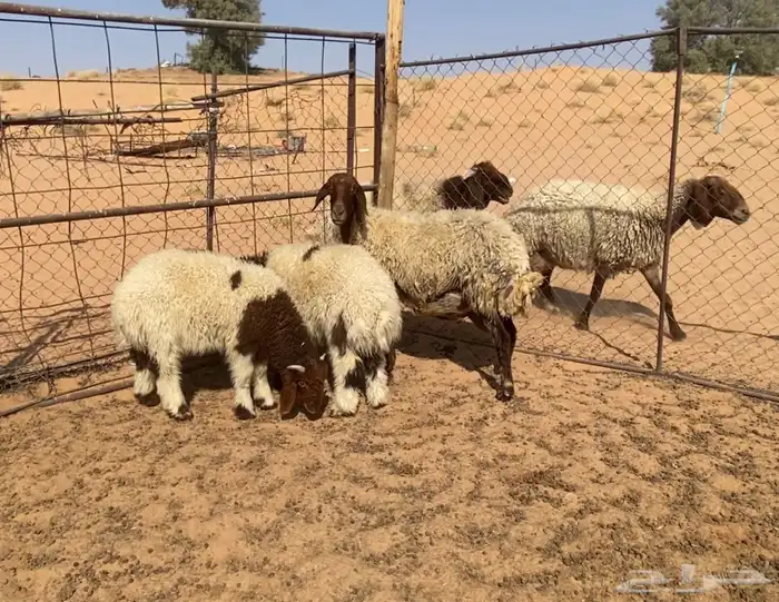 2نعيم معهن 3 4