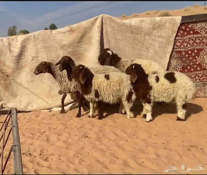 2نعيم معهن 3 8