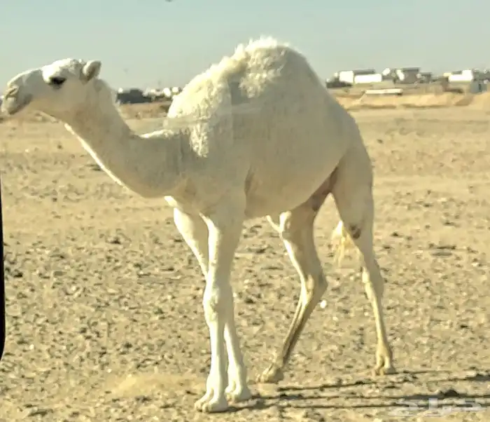 تثليث   فريب المثلث 1