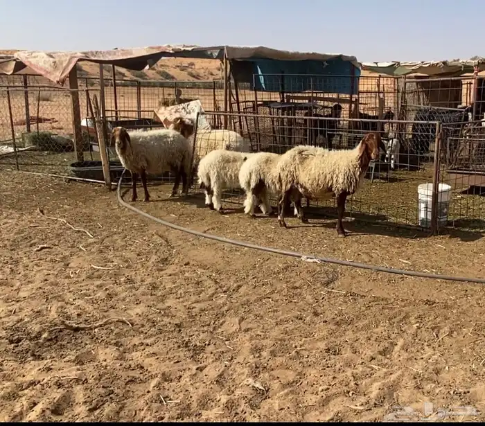 2نعيم معهن 3 6