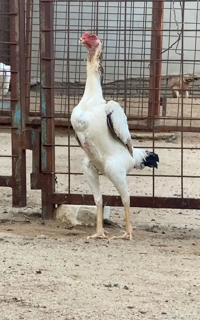 شامو ياباني 1