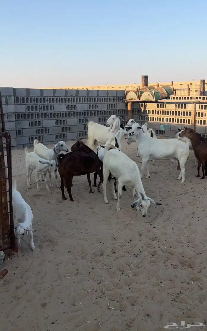 معزا مراح واحد 2