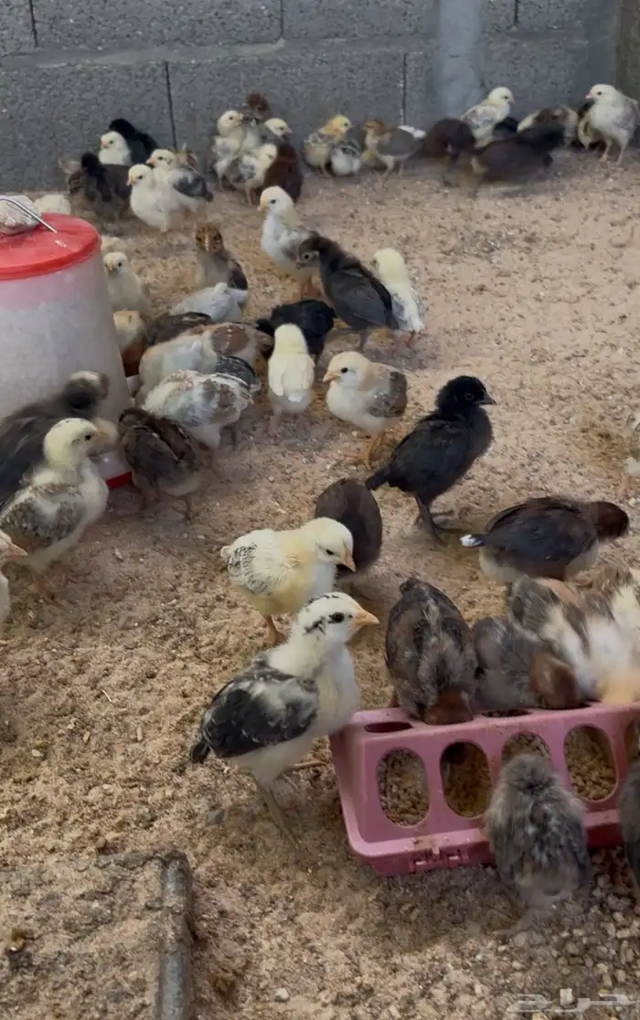 صوص دجاج بلدي 1