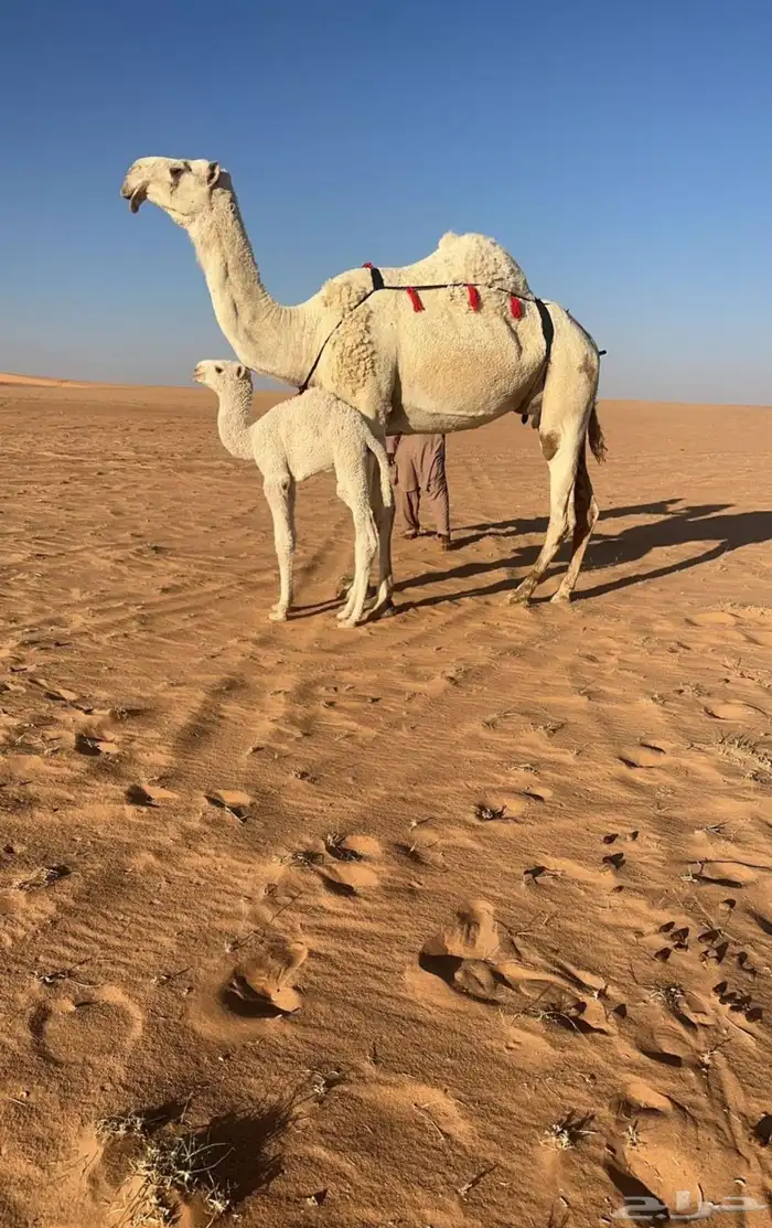 خلفة طيبة و لدها كفو 0