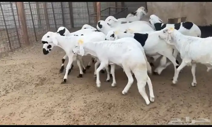 سواكن مرابي 1