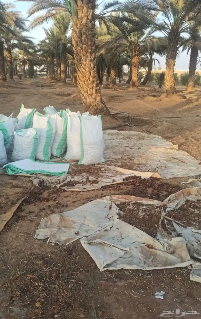 تمر أعلاف جدا نظيف وإنتاج هالسنة وحبة ممتازة 3