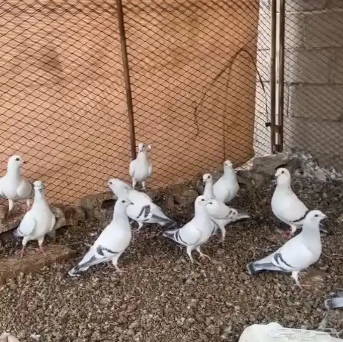 حمام شفرات شامي 4