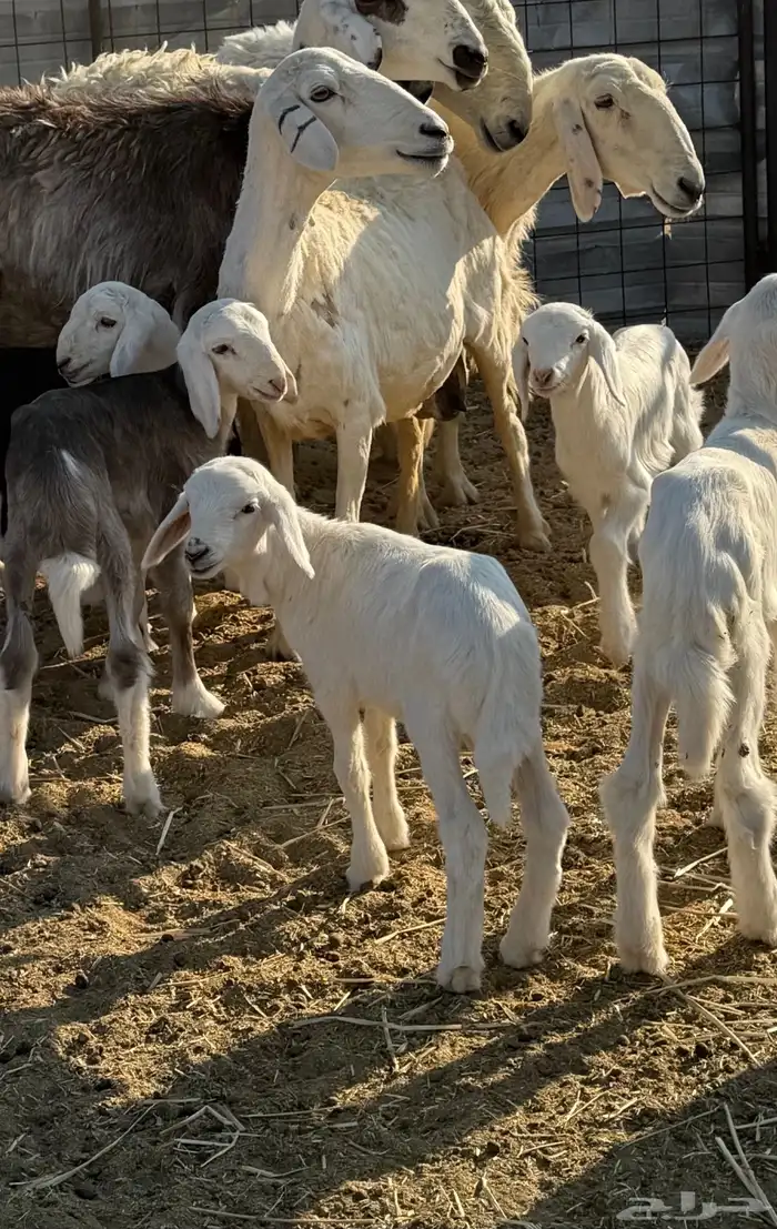 للبيع حبصيه سنه تامه تحته طليان 0