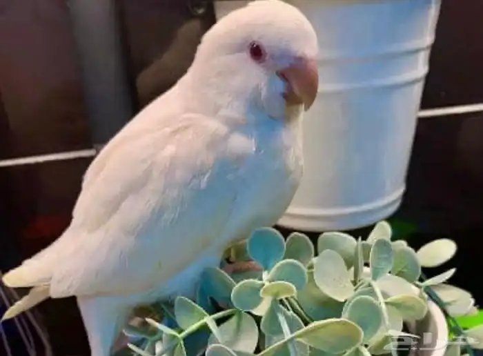 فروخ كويكر غر 0