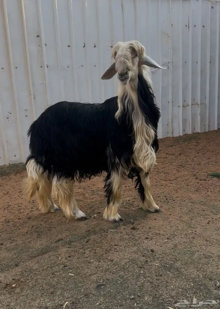 بيع اغنام متوفر تقصيد تابي وتمارا 6