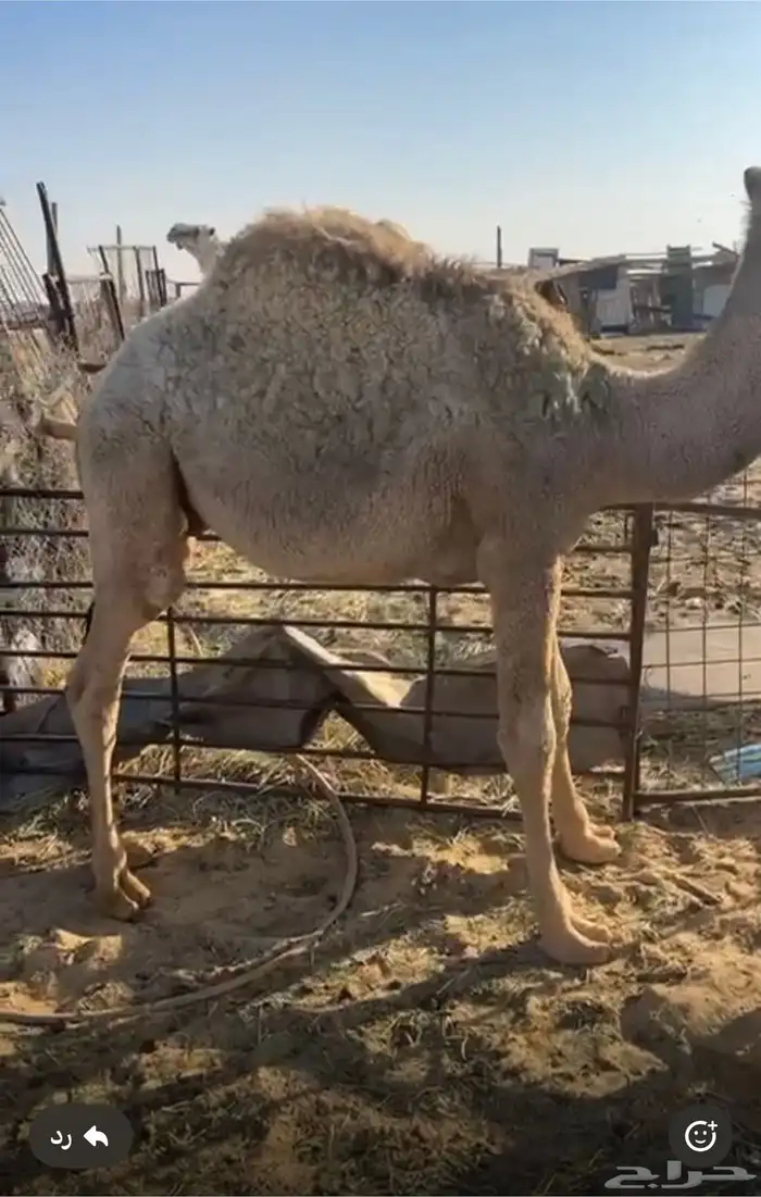 4 قعدان طيبات 2